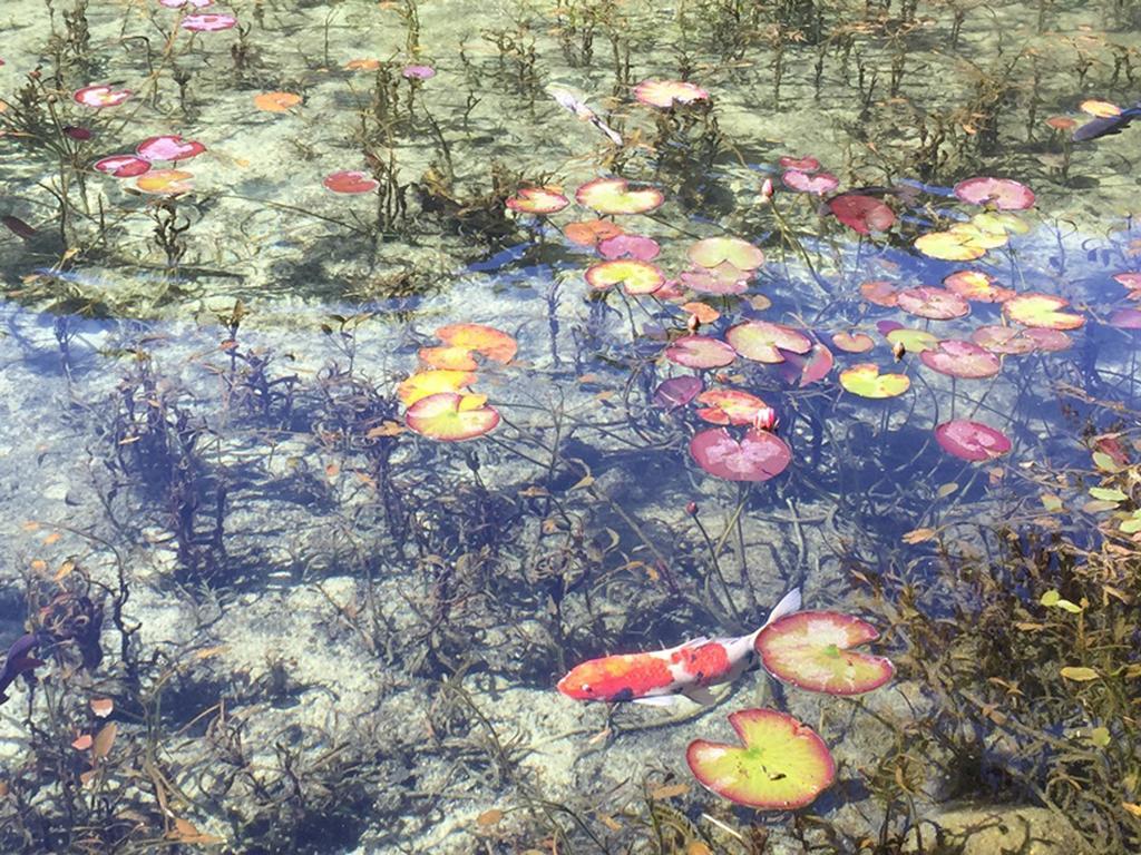 Miyako Hotel Gifu Nagaragawa Exterior foto Water lily